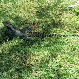 Intellagama lesueurii howittii at Sullivans Creek, Acton - 13 Feb 2024