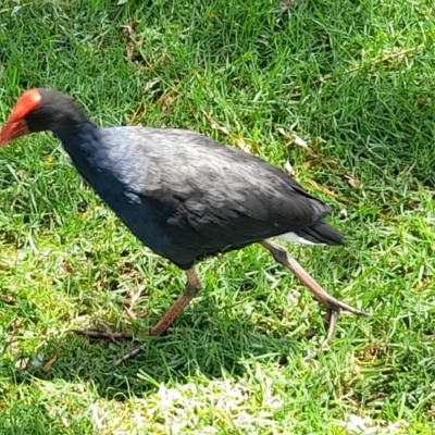 Porphyrio melanotus (Australasian Swamphen) at Sullivans Creek, Acton - 13 Feb 2024 by VanceLawrence