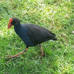 Porphyrio melanotus at Australian National University - 13 Feb 2024 01:26 PM