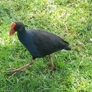 Porphyrio melanotus at Australian National University - 13 Feb 2024 01:26 PM