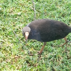 Porphyrio melanotus at Australian National University - 13 Feb 2024