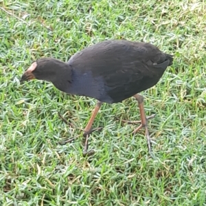 Porphyrio melanotus at Australian National University - 13 Feb 2024 01:26 PM