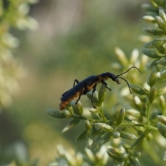 Chauliognathus lugubris (Plague Soldier Beetle) at Griffith Woodland (GRW) - 12 Feb 2024 by JodieR