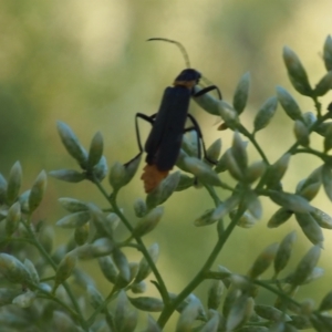 Chauliognathus lugubris at Griffith Woodland (GRW) - 12 Feb 2024