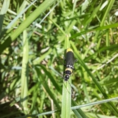 Chauliognathus lugubris at ANU018: Sullivans Creek, downstream of Burgmann College. - 13 Feb 2024