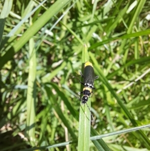 Chauliognathus lugubris at ANU018: Sullivans Creek, downstream of Burgmann College. - 13 Feb 2024