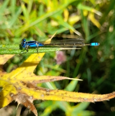 Ischnura heterosticta (Common Bluetail Damselfly) at Acton, ACT - 13 Feb 2024 by VanceLawrence