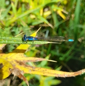 Ischnura heterosticta at Australian National University - 13 Feb 2024