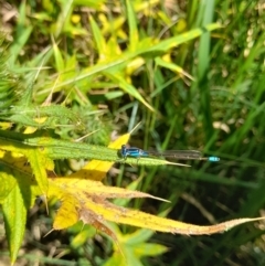 Ischnura heterosticta at Australian National University - 13 Feb 2024