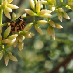 Harmonia conformis (Common Spotted Ladybird) at Griffith Woodland (GRW) - 12 Feb 2024 by JodieR