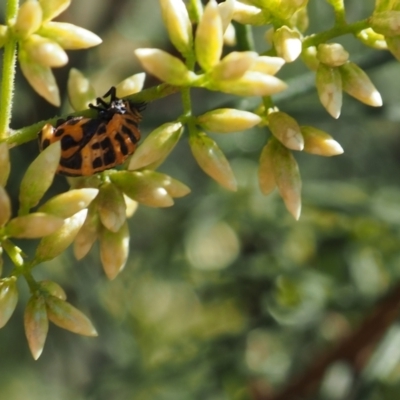 Harmonia conformis (Common Spotted Ladybird) at Griffith Woodland - 11 Feb 2024 by JodieR