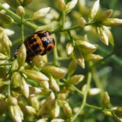 Harmonia conformis at Undefined Area - 12 Feb 2024 10:34 AM