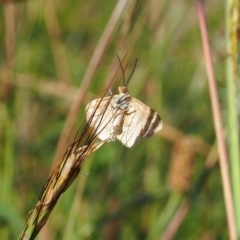 Scopula rubraria (Reddish Wave, Plantain Moth) at Griffith Woodland - 11 Feb 2024 by JodieR