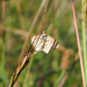 Scopula rubraria at Griffith Woodland (GRW) - 12 Feb 2024