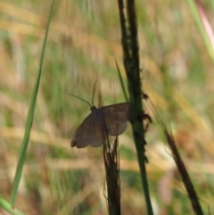 Scopula rubraria at Griffith Woodland (GRW) - 12 Feb 2024