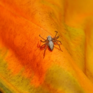 Oxyopes sp. (genus) at Griffith Woodland (GRW) - 12 Feb 2024