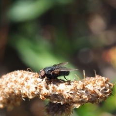 Calliphora vicina (European bluebottle) at Griffith Woodland (GRW) - 12 Feb 2024 by JodieR