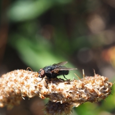 Calliphora vicina (European bluebottle) at Griffith, ACT - 11 Feb 2024 by JodieR