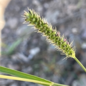 Setaria parviflora at Numeralla, NSW - 11 Feb 2024