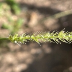 Setaria parviflora at Numeralla, NSW - 11 Feb 2024