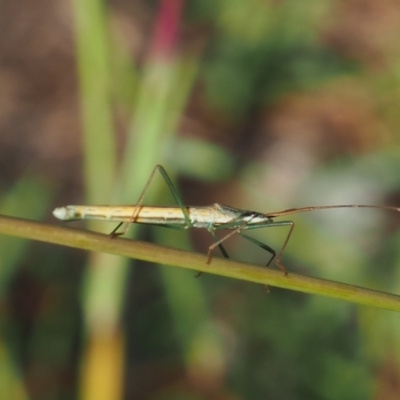 Mutusca brevicornis (A broad-headed bug) at Griffith Woodland - 11 Feb 2024 by JodieR