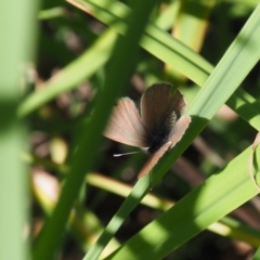 Zizina otis (Common Grass-Blue) at Griffith Woodland (GRW) - 12 Feb 2024 by JodieR