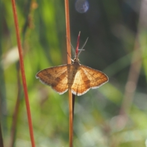 Scopula rubraria at Griffith Woodland (GRW) - 12 Feb 2024