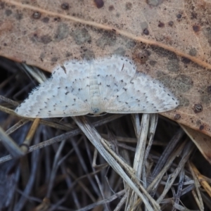 Idaea philocosma at Griffith Woodland (GRW) - 12 Feb 2024