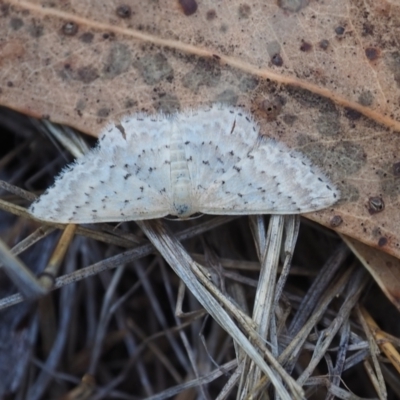 Idaea philocosma (Flecked Wave) at Griffith, ACT - 11 Feb 2024 by JodieR