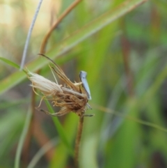 Heliocosma (genus - immature) (A tortrix or leafroller moth) at Griffith Woodland (GRW) - 12 Feb 2024 by JodieR