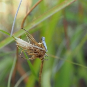 Heliocosma (genus - immature) at Griffith Woodland (GRW) - 12 Feb 2024