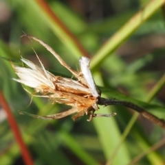 Heliocosma (genus - immature) at Griffith Woodland (GRW) - 12 Feb 2024