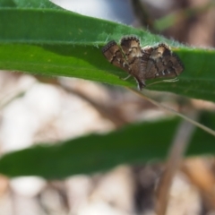 Nacoleia rhoeoalis (A Crambid moth (Spilomelinae) at Griffith Woodland (GRW) - 12 Feb 2024 by JodieR