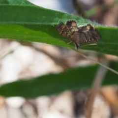 Nacoleia rhoeoalis (Spilomelinae) at Griffith Woodland (GRW) - 12 Feb 2024 by JodieR