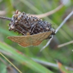 Scopula rubraria (Reddish Wave, Plantain Moth) at Griffith Woodland (GRW) - 11 Feb 2024 by JodieR