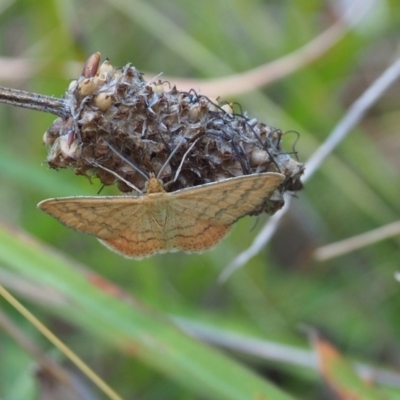 Scopula rubraria (Reddish Wave, Plantain Moth) at Griffith, ACT - 11 Feb 2024 by JodieR