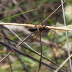 Eirone sp. (genus) (A flower wasp) at Griffith, ACT - 11 Feb 2024 by JodieR