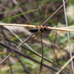 Eirone sp. (genus) (A flower wasp) at Griffith Woodland (GRW) - 11 Feb 2024 by JodieR