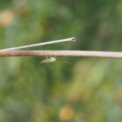 Chironomidae (family) (Non-biting Midge) at Griffith Woodland (GRW) - 12 Feb 2024 by JodieR