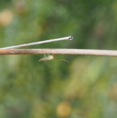 Chironomidae (family) (Non-biting Midge) at Griffith Woodland (GRW) - 11 Feb 2024 by JodieR