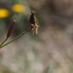 Chironomidae (family) (Non-biting Midge) at Griffith Woodland (GRW) - 11 Feb 2024 by JodieR