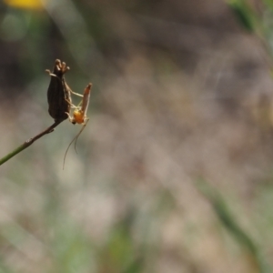 Chironomidae (family) at Griffith Woodland (GRW) - 12 Feb 2024