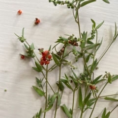 Einadia nutans (Climbing Saltbush) at Hughes, ACT - 13 Feb 2024 by ruthkerruish