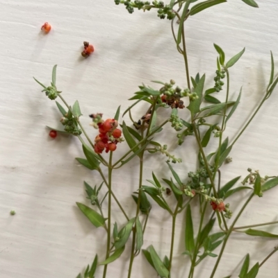 Einadia nutans (Climbing Saltbush) at Hughes Garran Woodland - 13 Feb 2024 by ruthkerruish