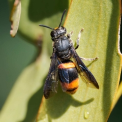 Hyleoides concinna (Wasp-mimic bee) at Pialligo, ACT - 11 Feb 2024 by DPRees125