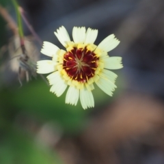 Tolpis barbata (Yellow Hawkweed) at Griffith Woodland (GRW) - 11 Feb 2024 by JodieR