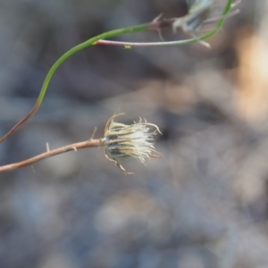 Tolpis barbata at Griffith Woodland (GRW) - 12 Feb 2024 10:25 AM