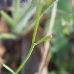 Tolpis barbata at Griffith Woodland (GRW) - 12 Feb 2024