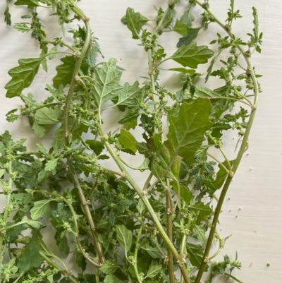 Dysphania pumilio (Small Crumbweed) at Hughes Garran Woodland - 13 Feb 2024 by ruthkerruish