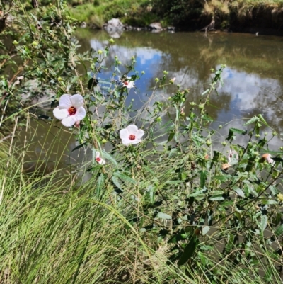 Pavonia hastata (Spearleaf Swampmallow) at Greenway, ACT - 13 Feb 2024 by HarleyB